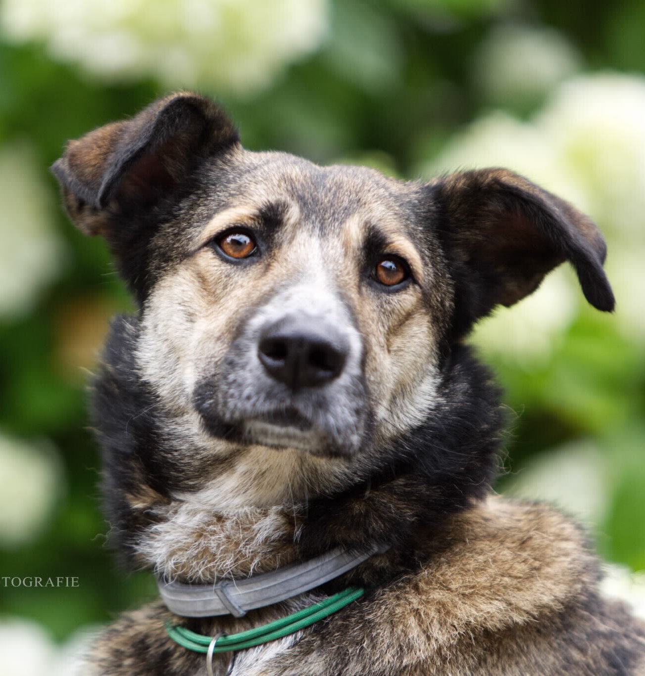 Hunde auf Pflegestellen / Deutschland Tierschutzverein Kesha e.V.