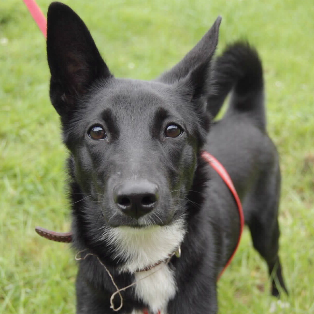 Hunde auf Pflegestellen / Deutschland Tierschutzverein Kesha e.V.