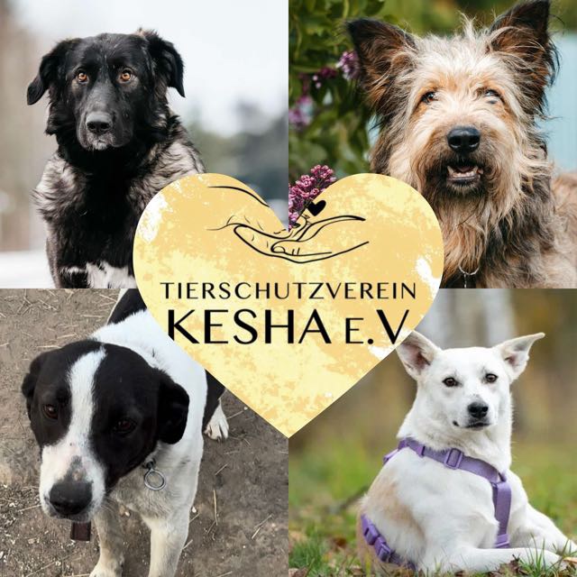 Vier Kesha-Hunde auf dem Weg ins Glück