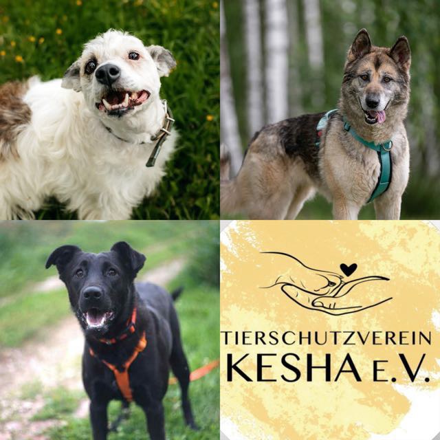 Ausreise am 01.10.2025 – Drei Kesha-Hunde starten in ein neues Leben 🐾✨