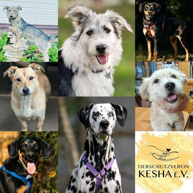 🐾 Sieben Hunde sind am 5. November nach Deutschland ausgereist!