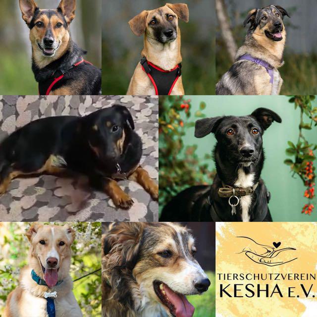 ✈️ Ausreise am 03.12.2025 – ein großer Tag für unsere Schützlinge!