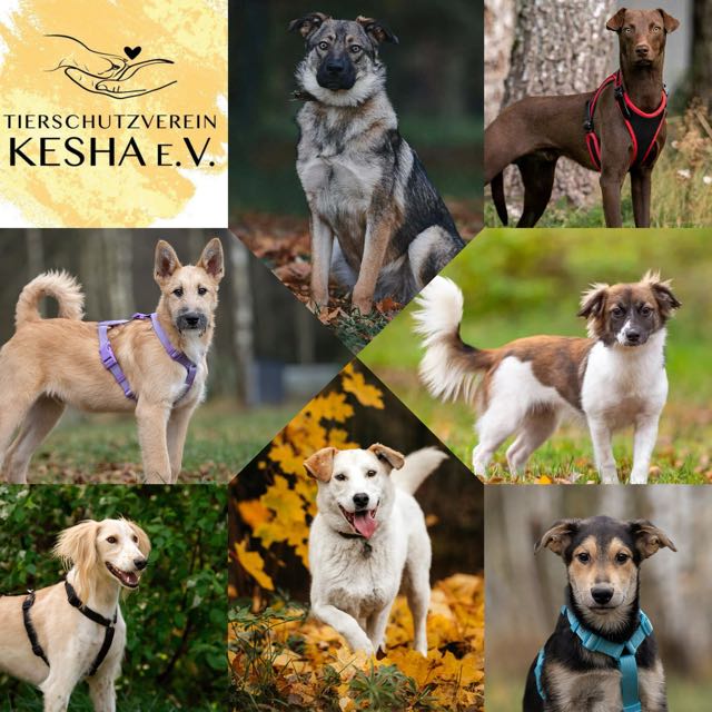 Transport 18.03.2026