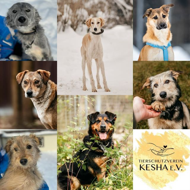 Große Freude bei unseren Fellnasen – Ausreise am 15.04.2026💛